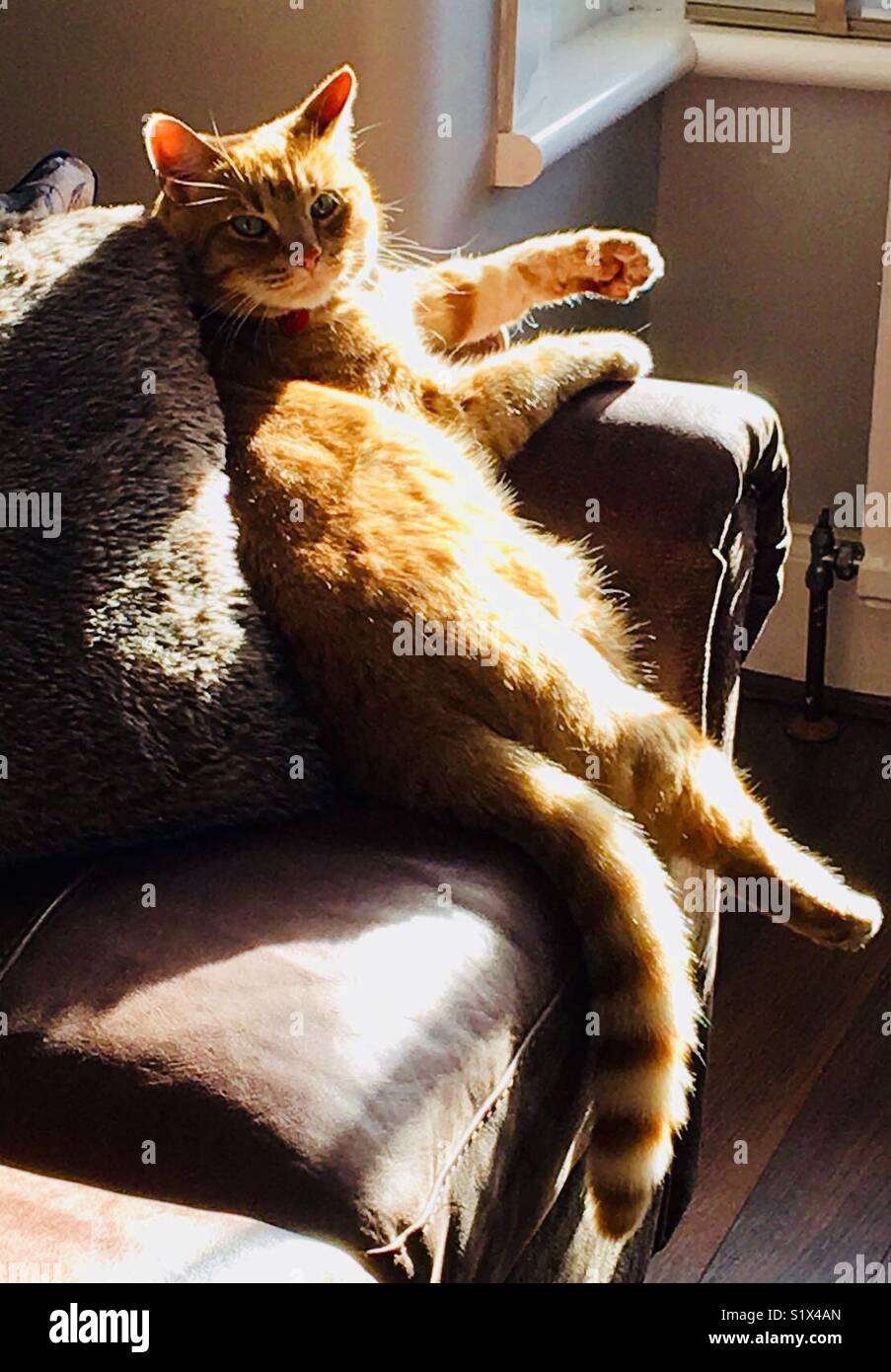 A ginger cat relaxes on a leather sofa in the sunlight - Smartphone Captured Stock Image