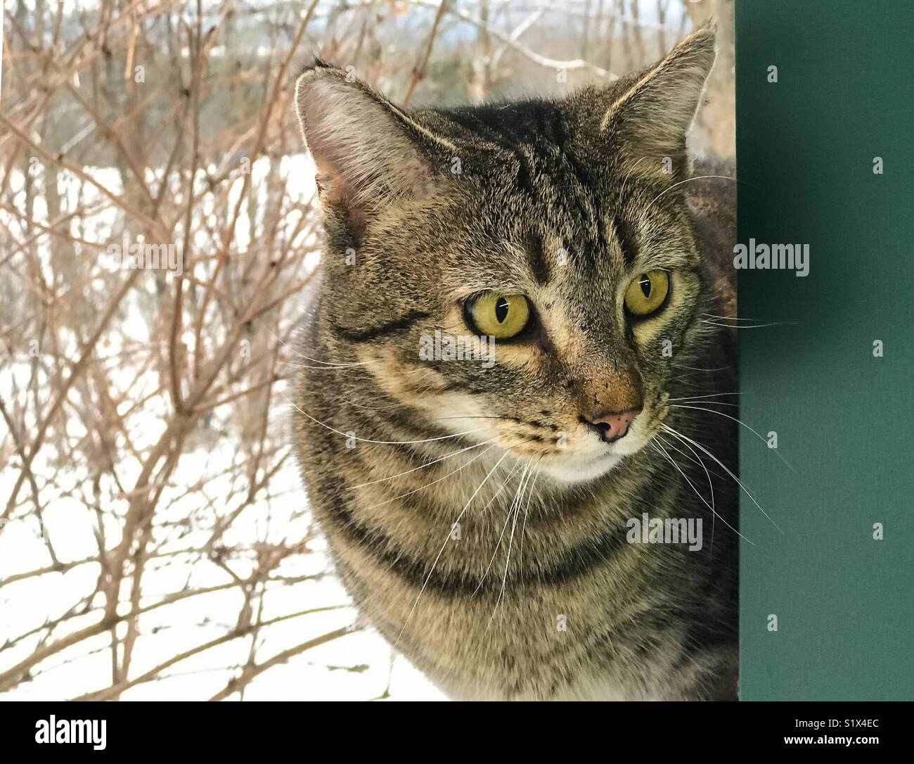 Hawkeye,male tabby, fixated on a bird feeder outside the frame of the photo, against a blurred out background. Stock Photo