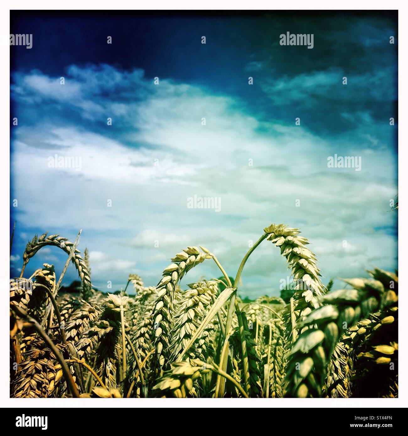 Cereal crop against a dramatic blue sky - Smartphone Captured Stock Image