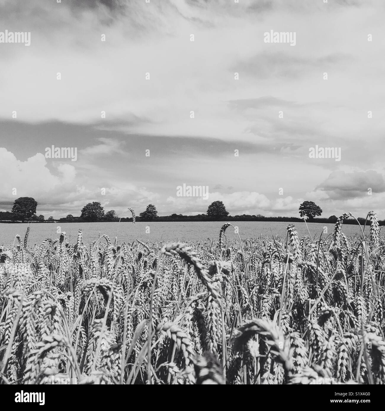 Field of wheat in England Stock Photo