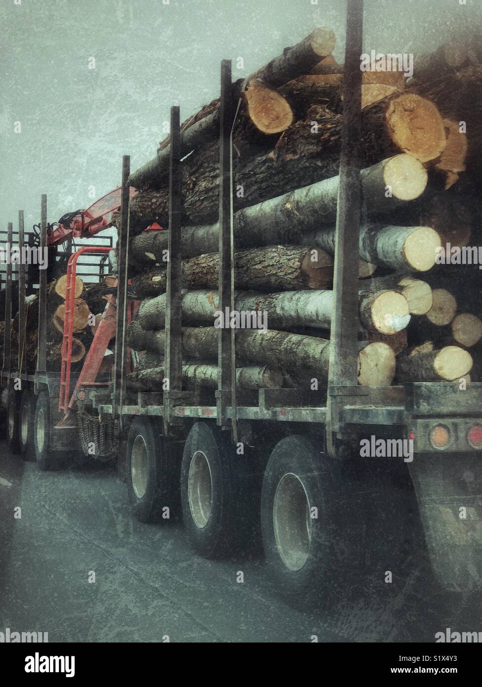 Logging transport truck full of logs driving on highway as seen from point of view of person passing in lane beside - Smartphone Captured Stock Image