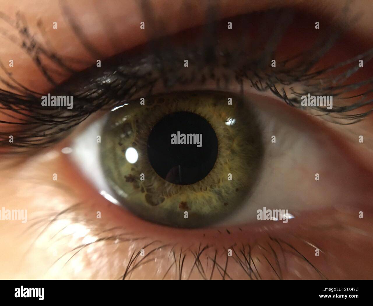 Macro frame of woman’s green eye Stock Photo Alamy