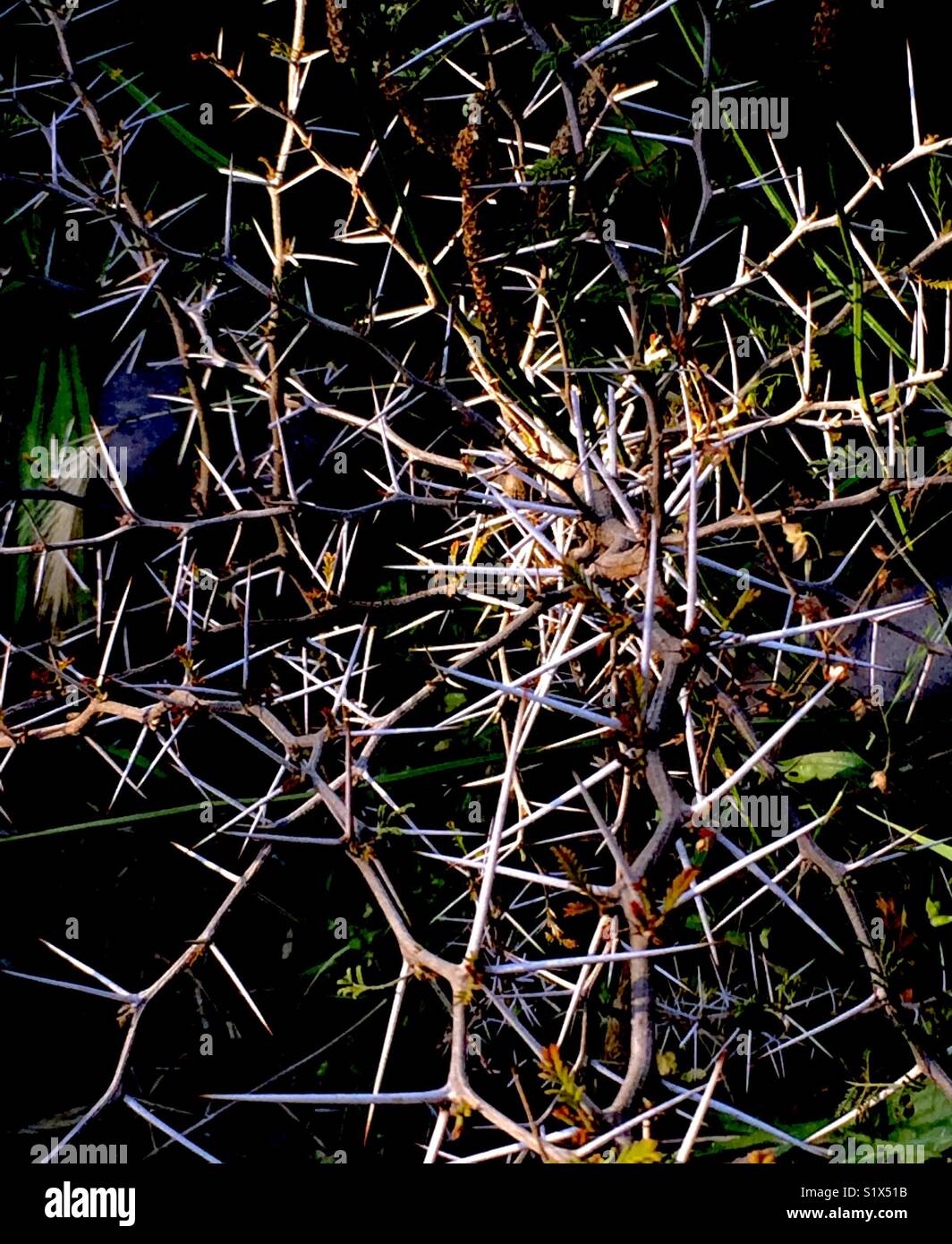 Thorn bush hires stock photography and images Alamy