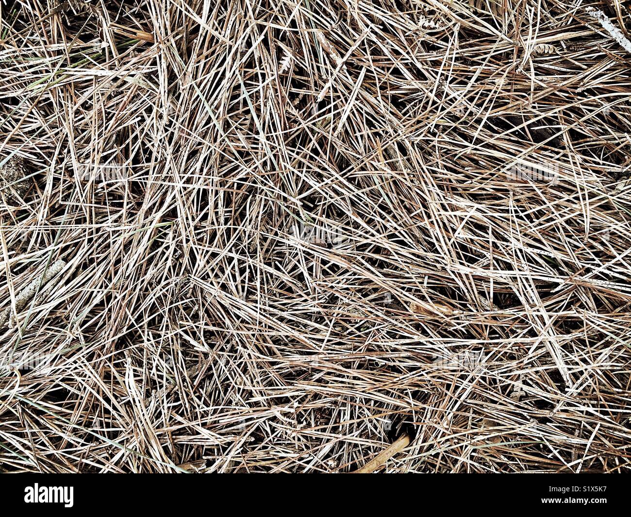 Pine Needles Texture Background - Smartphone Captured Stock Image