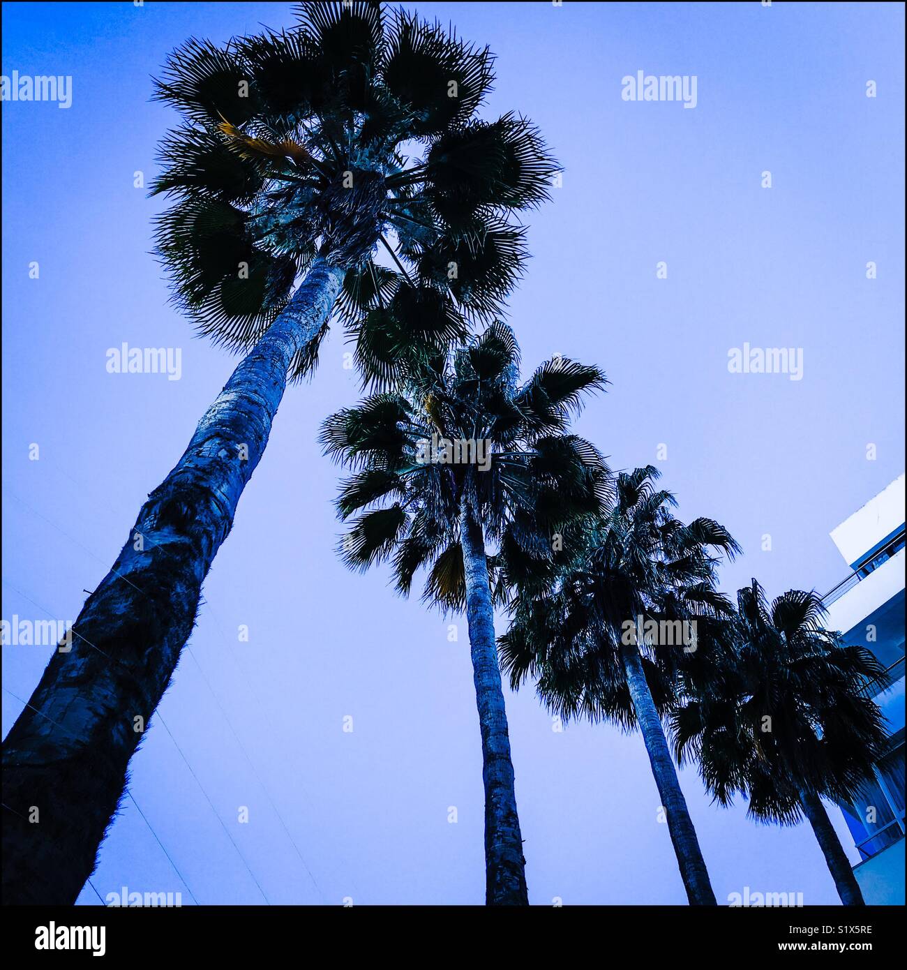 Palm trees, Seapoint, Cape Town, South Africa Stock Photo Alamy