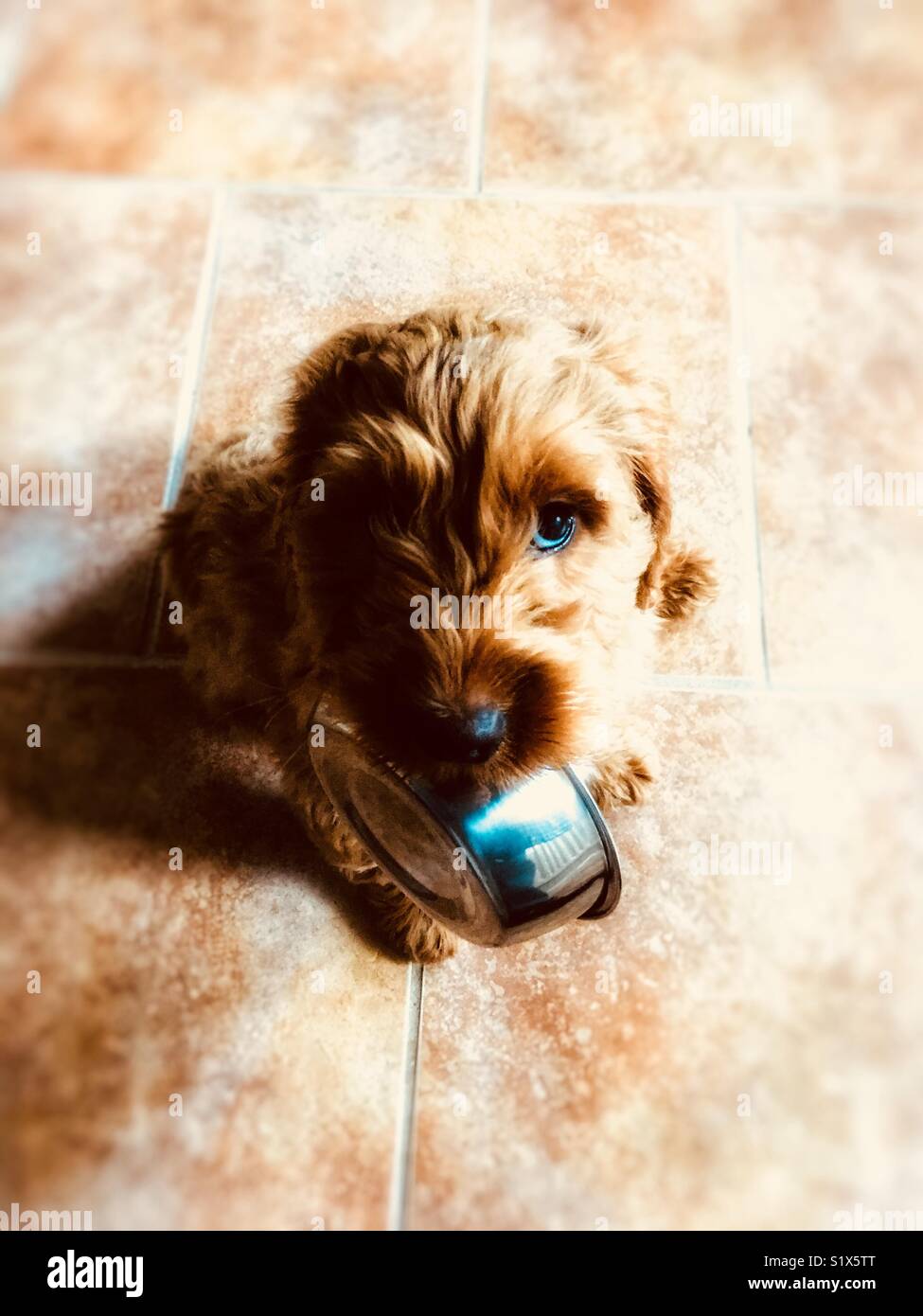 dog carrying bowl