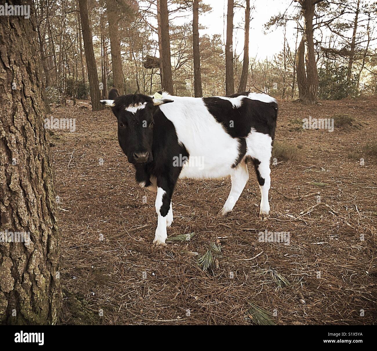 A Lone Cow In The Woods - Smartphone Captured Stock Image