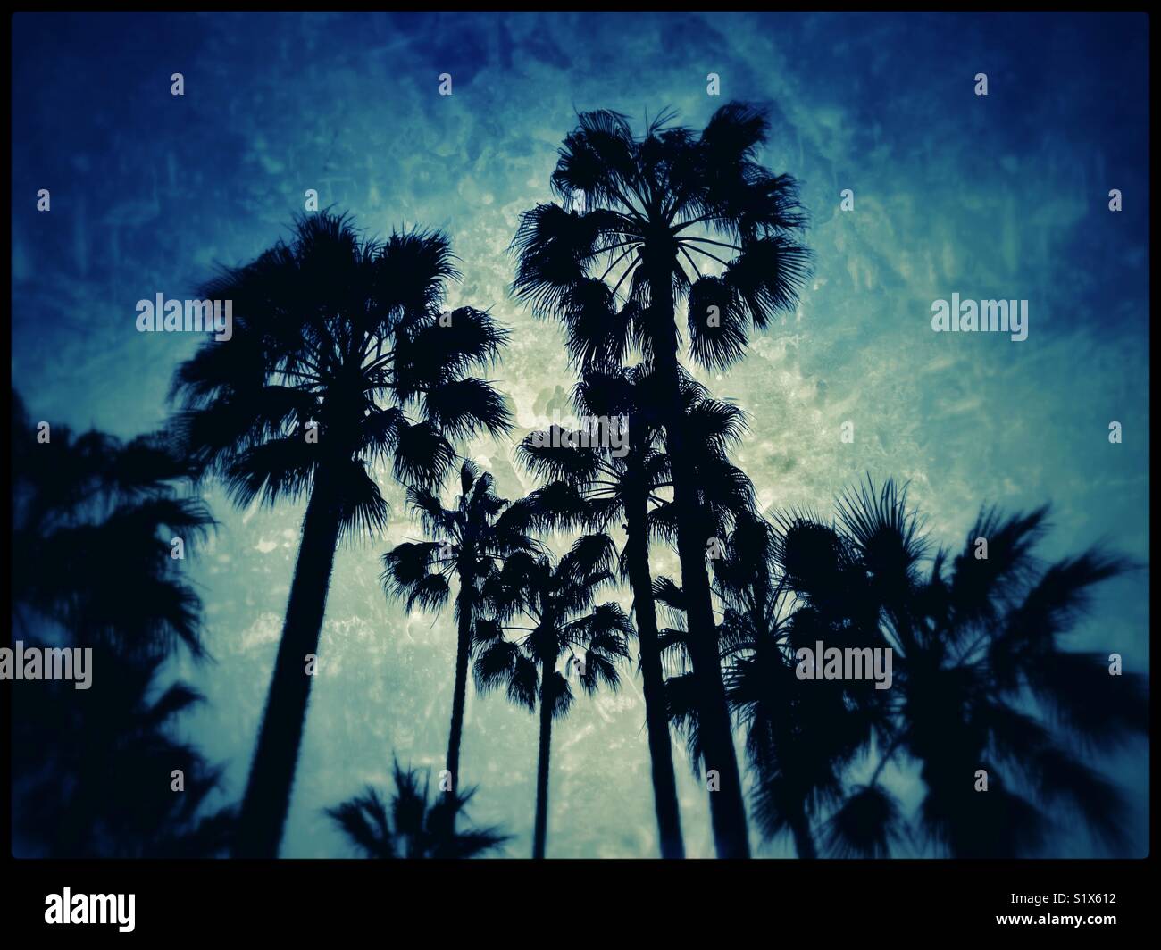 An atmospheric, grunge effect image of a group of palm trees. A creative image with multiple potential uses. Photo Credit - © COLIN HOSKINS. - Smartphone Captured Stock Image