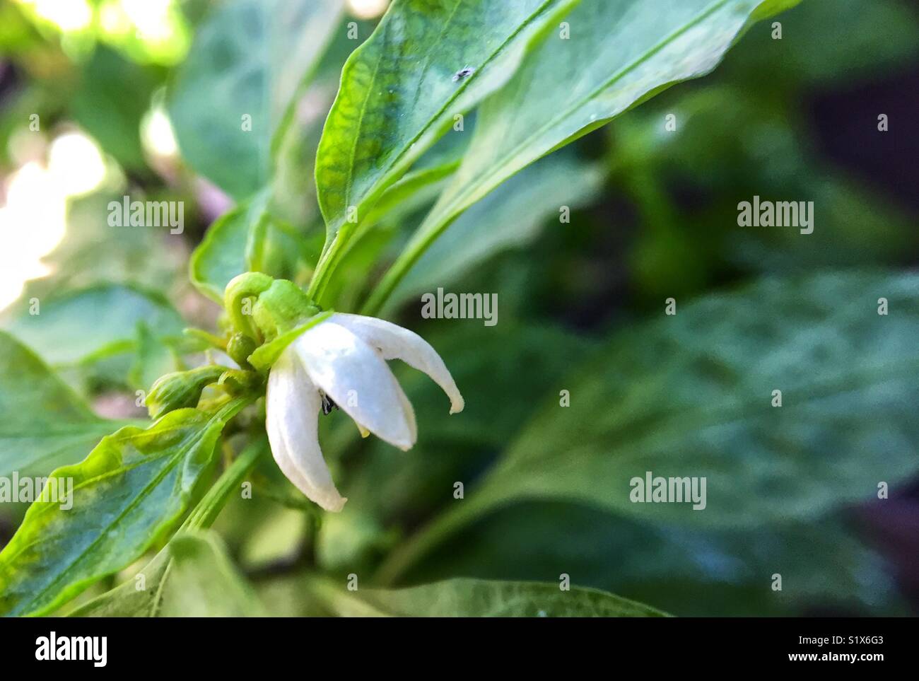 chilli flower Stock Photo - Alamy