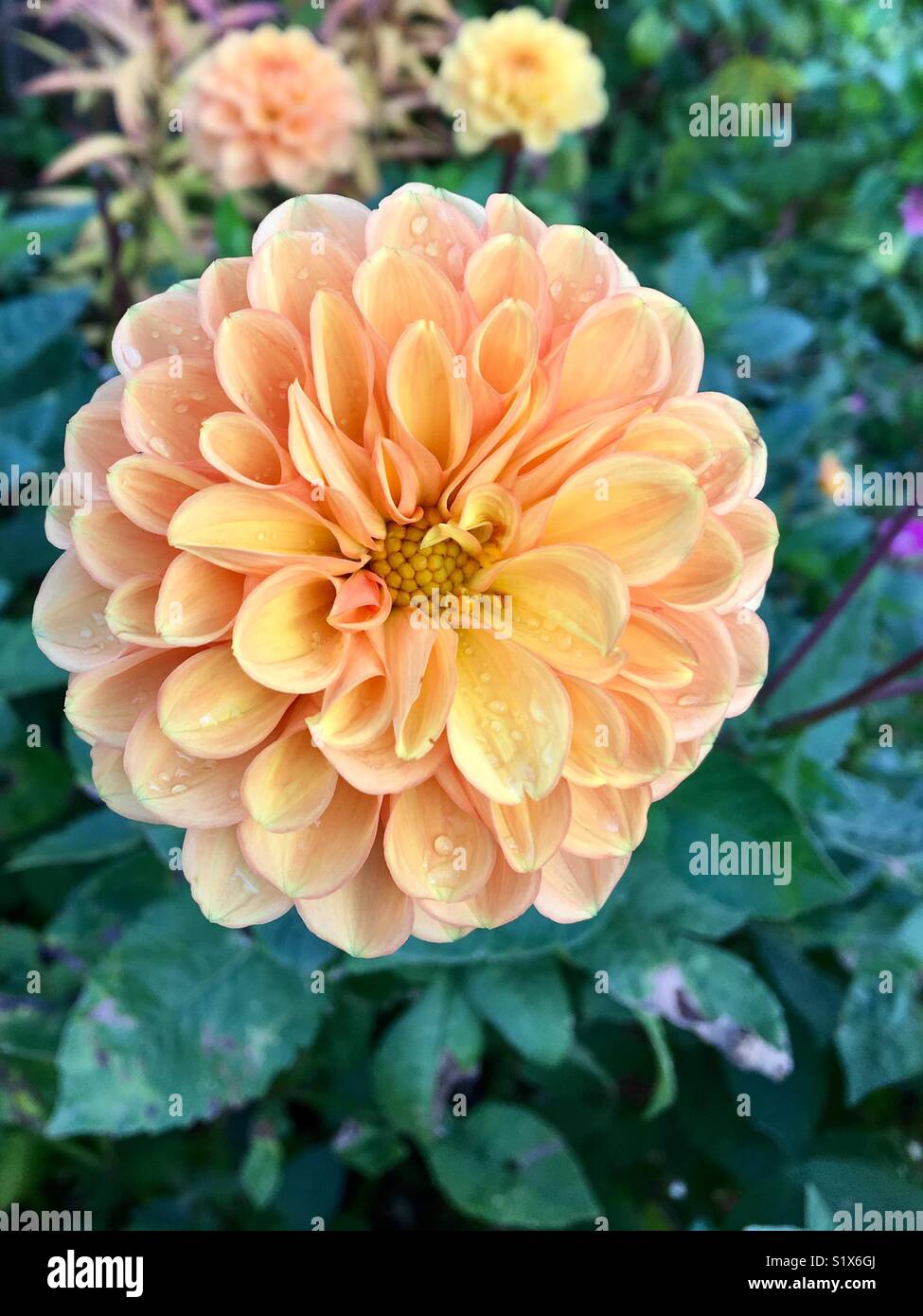 Beautiful peachcolored dahlias Stock Photo Alamy