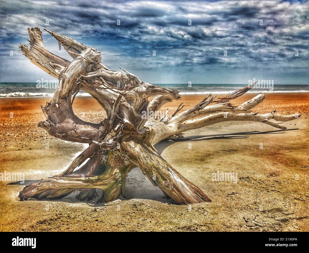 Weathered driftwood tree on the beach Stock Photo