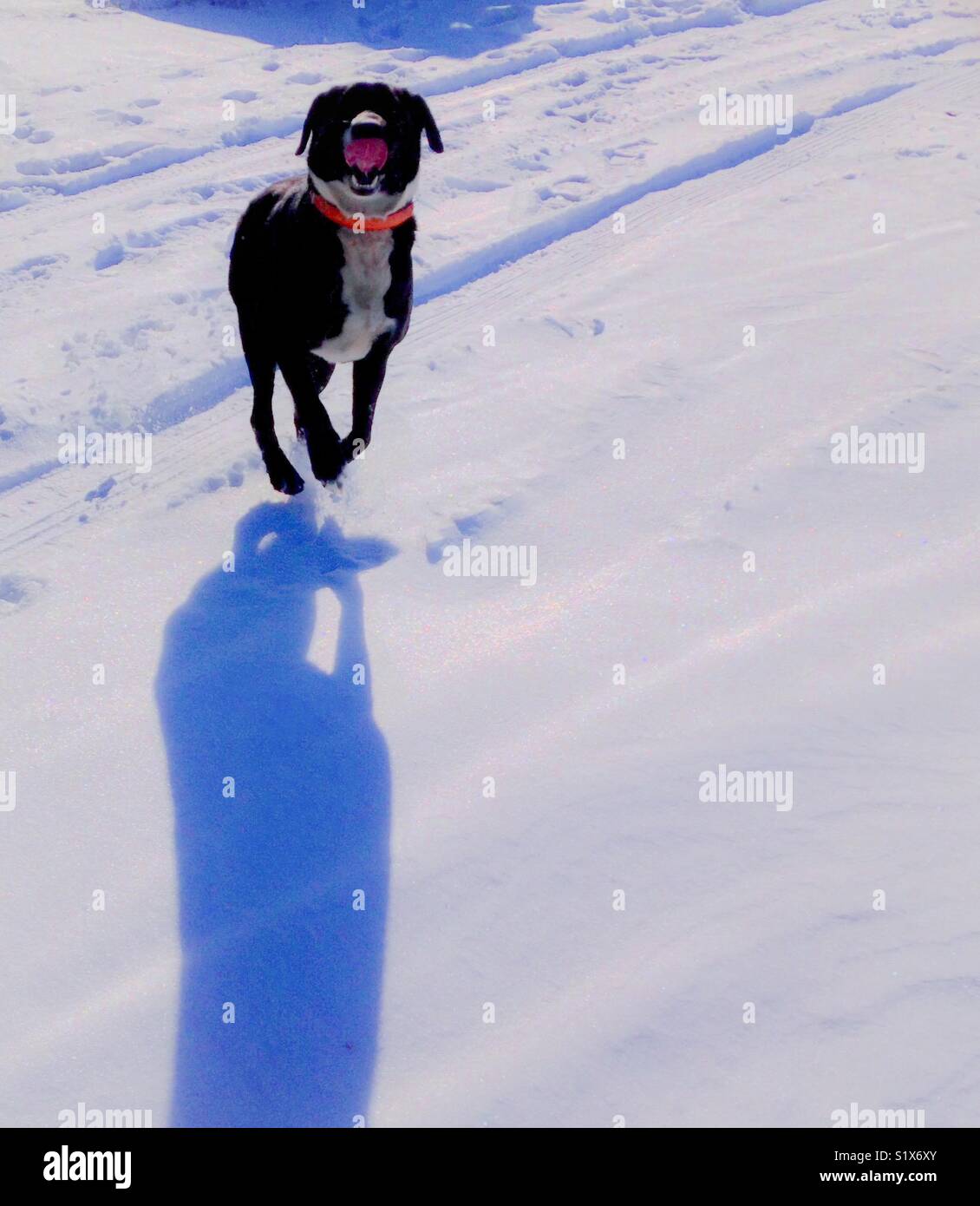 Joyful dog frolics in January snow - Smartphone Captured Stock Image