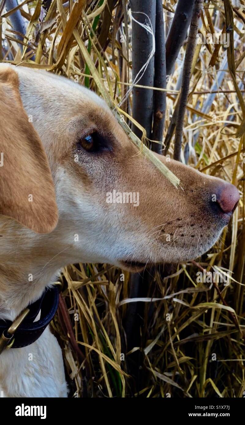 Dixie in the duck blind Stock Photo