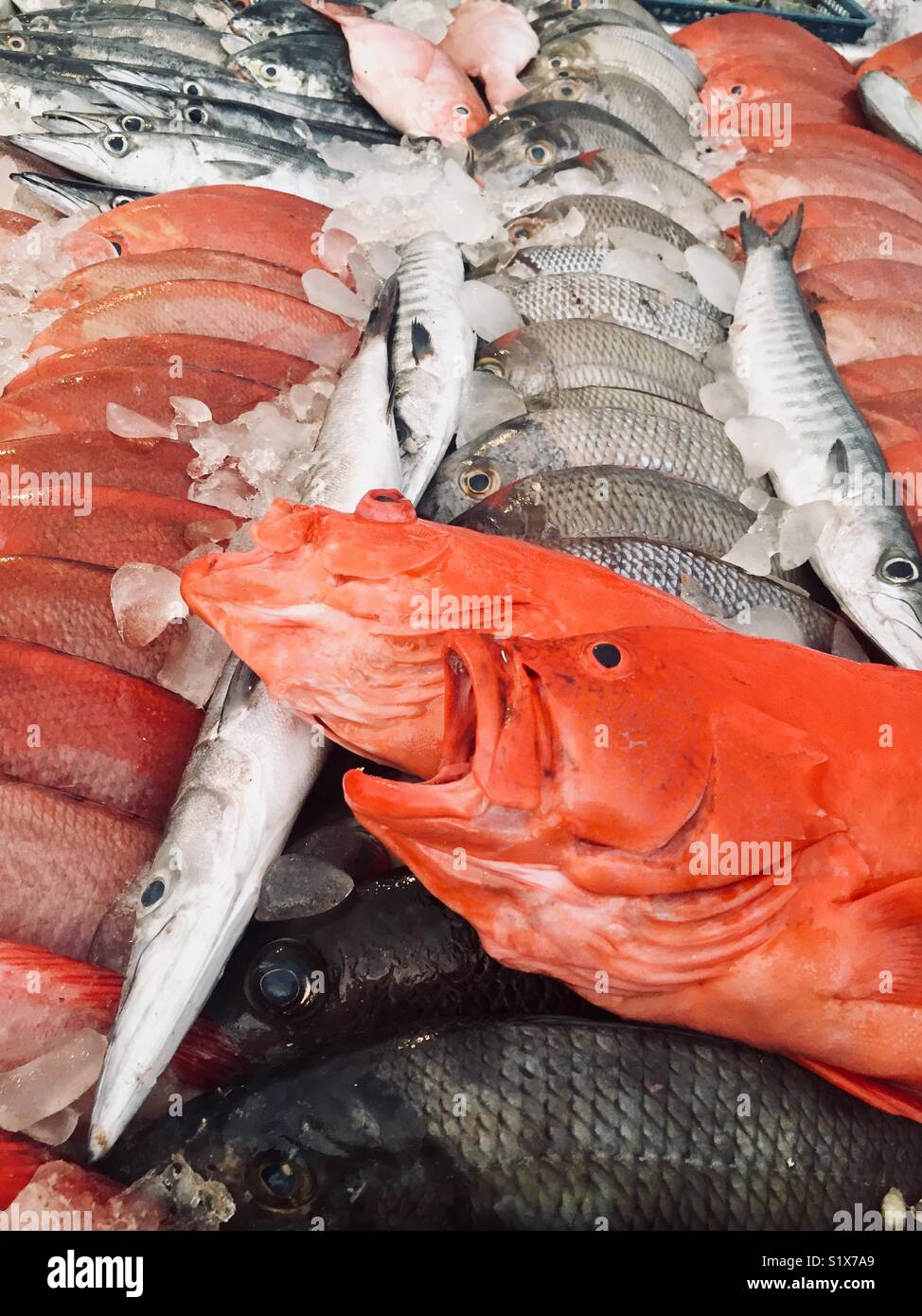 Fish on ice for sale at a beach restaurant in Sri Lanka - Smartphone Captured Stock Image