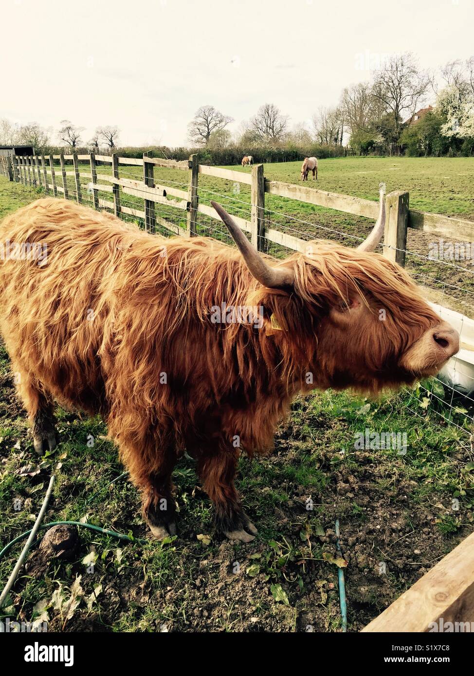 Long Haired Cattle High Resolution Stock Photography and Images - Alamy