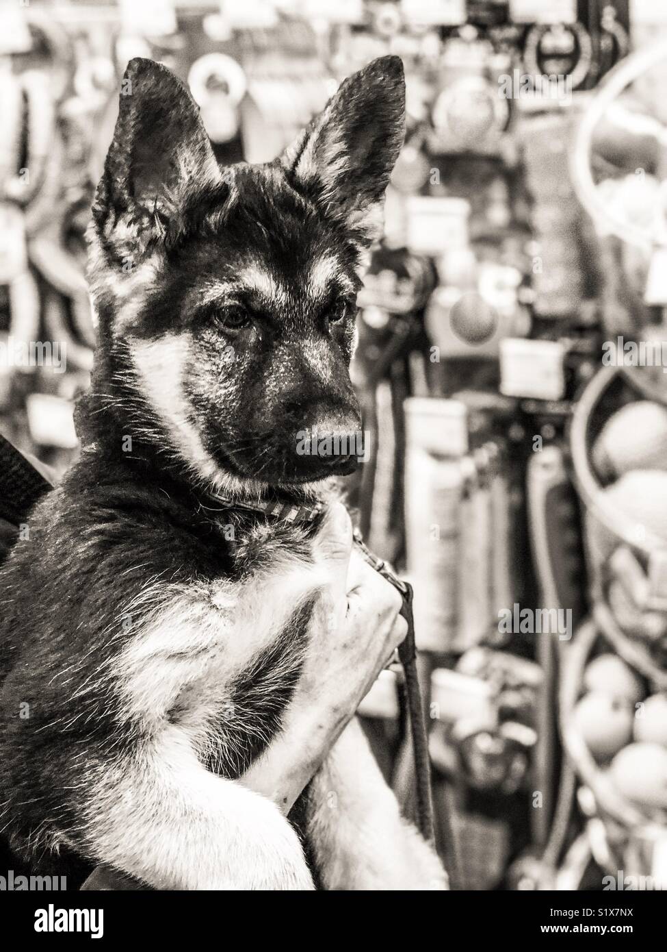 A three month old Alsatian puppy in Godalming in Surrey. - Smartphone Captured Stock Image