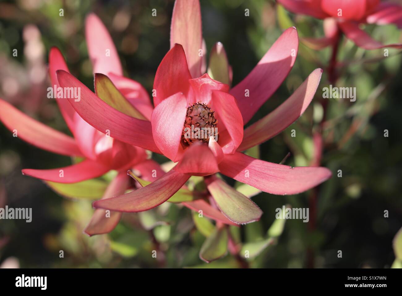 California flower Stock Photo