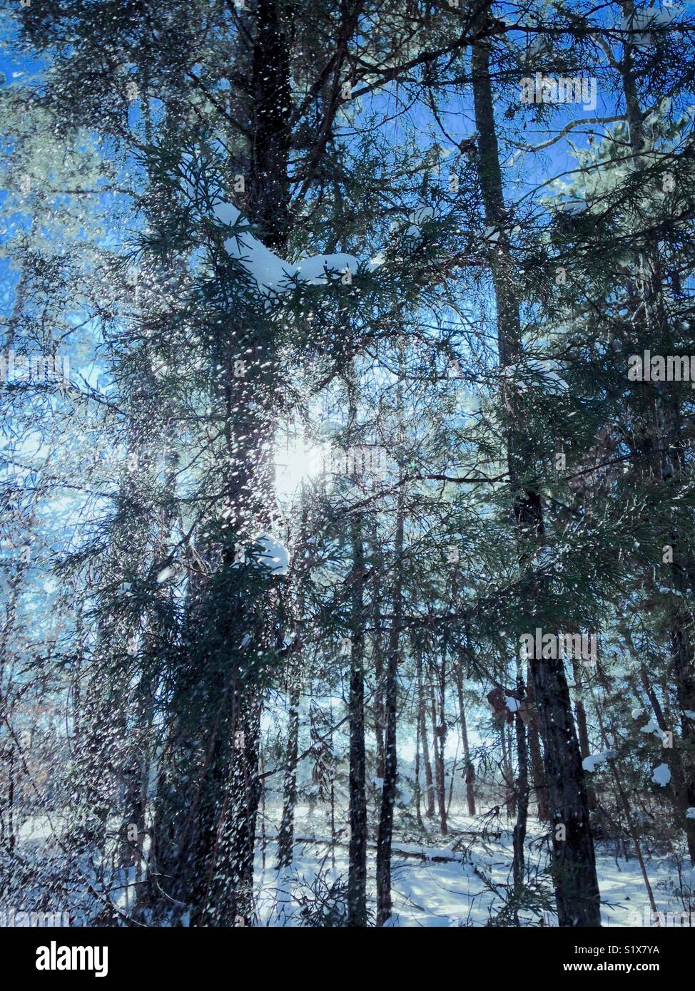Wintery scene with pines, sun, and glistening snow falling from trees Stock Photo