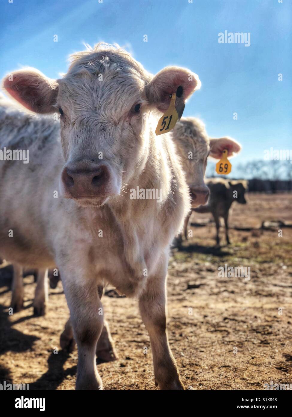 Up close and personal with a cow Stock Photo