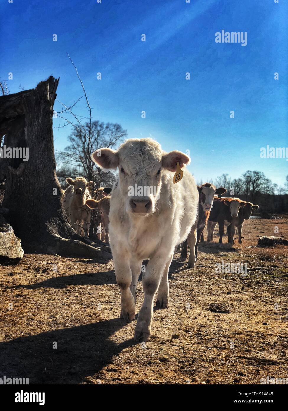 Cow walking up Stock Photo