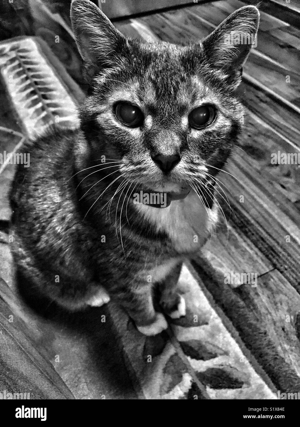 Elderly cat with cataracts looks into camera - Smartphone Captured Stock Image