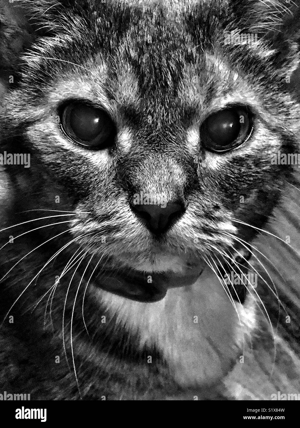 Elderly cat with cataracts looks into camera - Smartphone Captured Stock Image