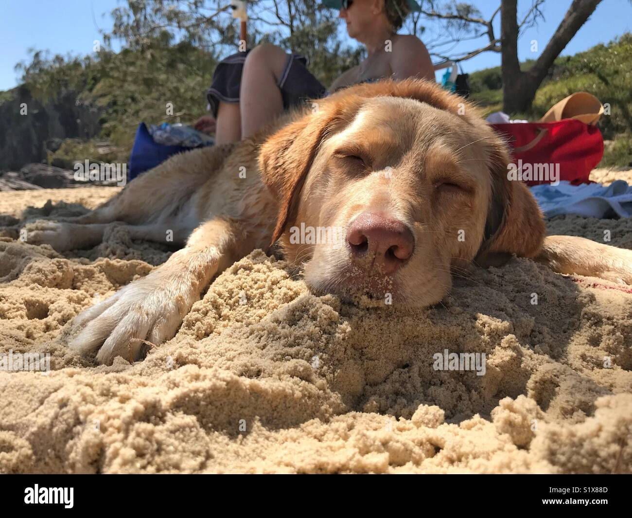 A golden Labrador cross bread dog sleeps very peacefully on the warm sun of a golden Australian Beach with its woman owner - Smartphone Captured Stock Image