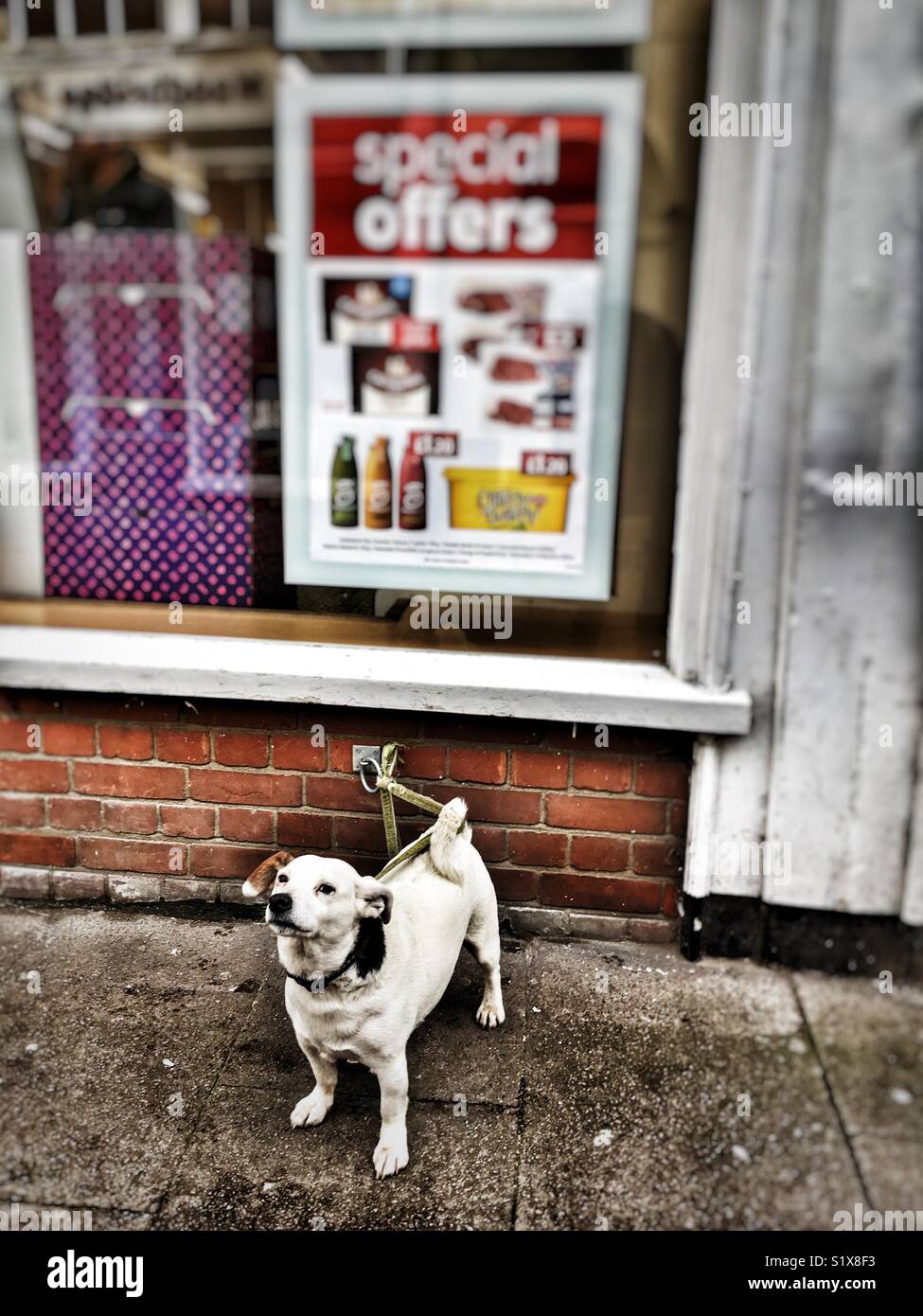 Dog waiting for owner outside food shop - Smartphone Captured Stock Image
