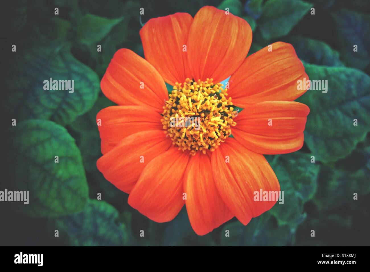 Close-up from above of a zinnia flower  (asteraceae). - Smartphone Captured Stock Image
