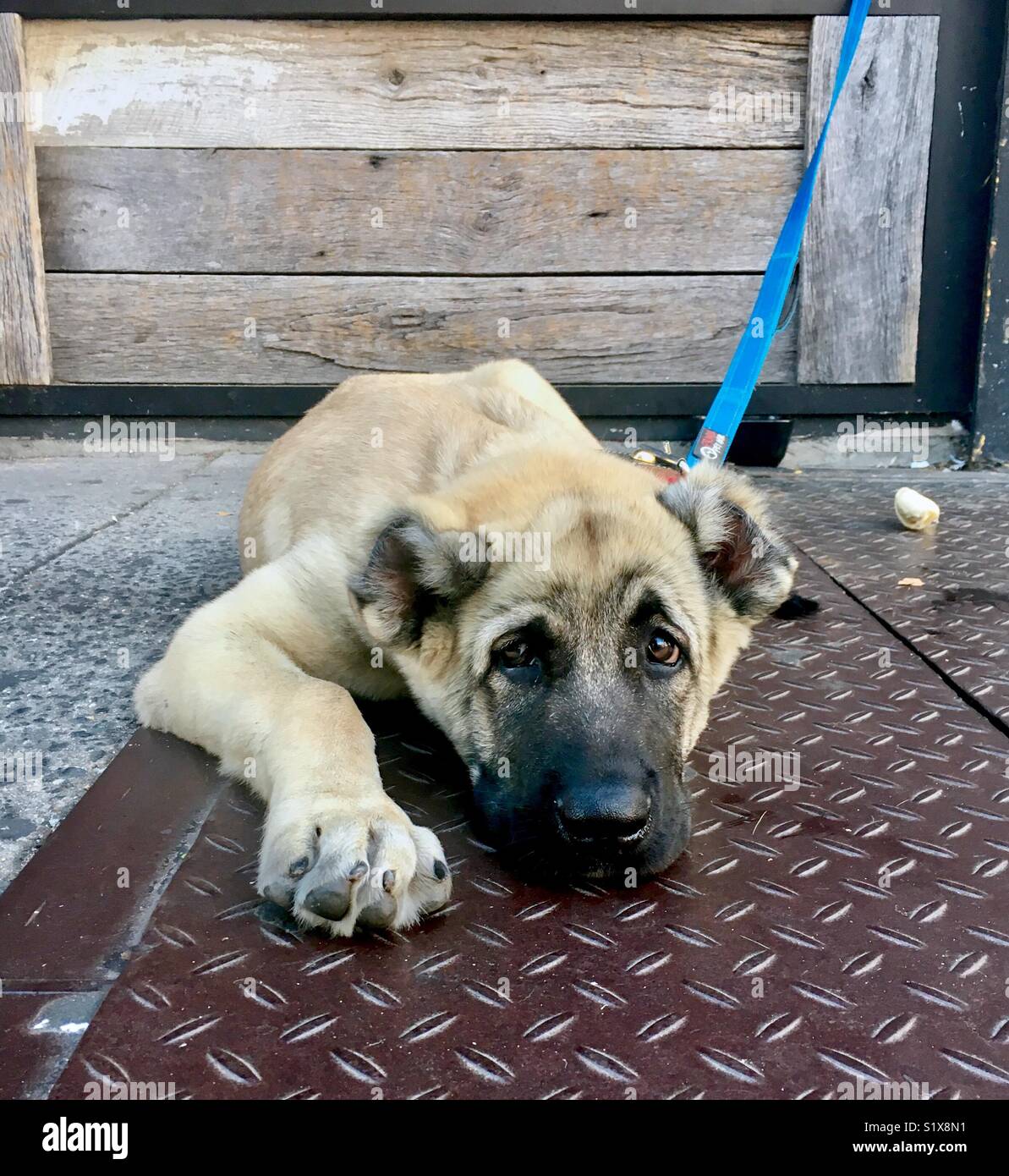 Big Puppy Resting on a Queens, New York Sidewalk Stock Photo
