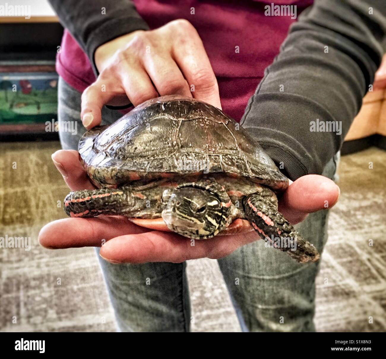 Western painted turtle being held by woman Stock Photo Alamy