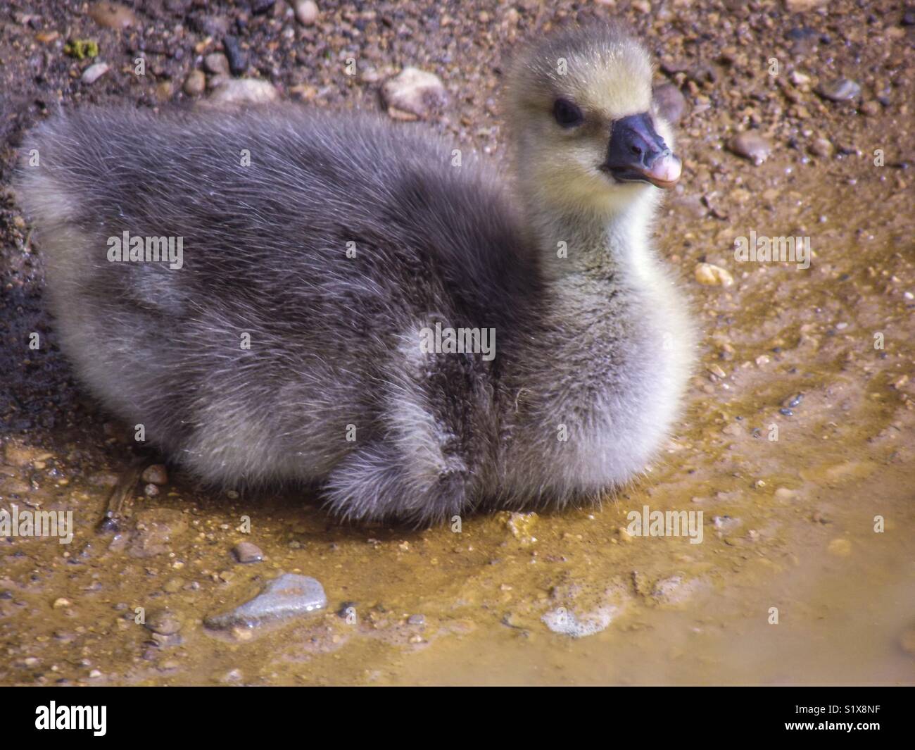 a cute and fluffy duckling on the banks of a river stock photo