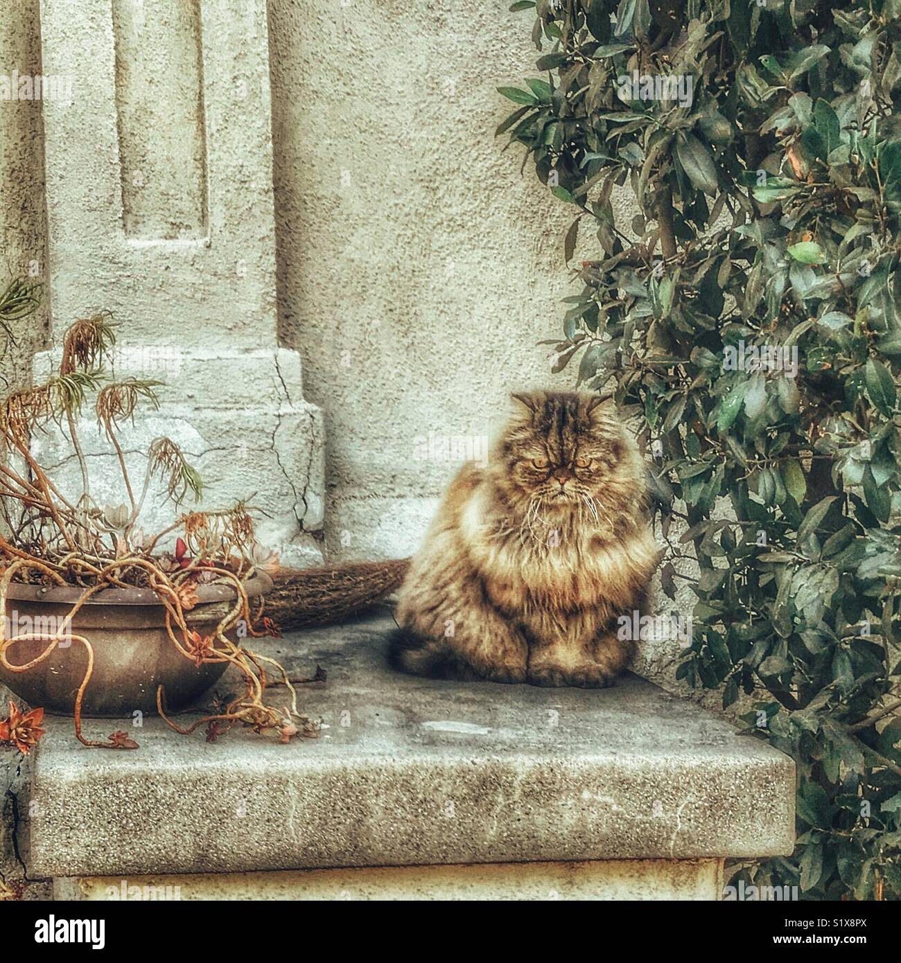 Chubby grumpy cat - Smartphone Captured Stock Image