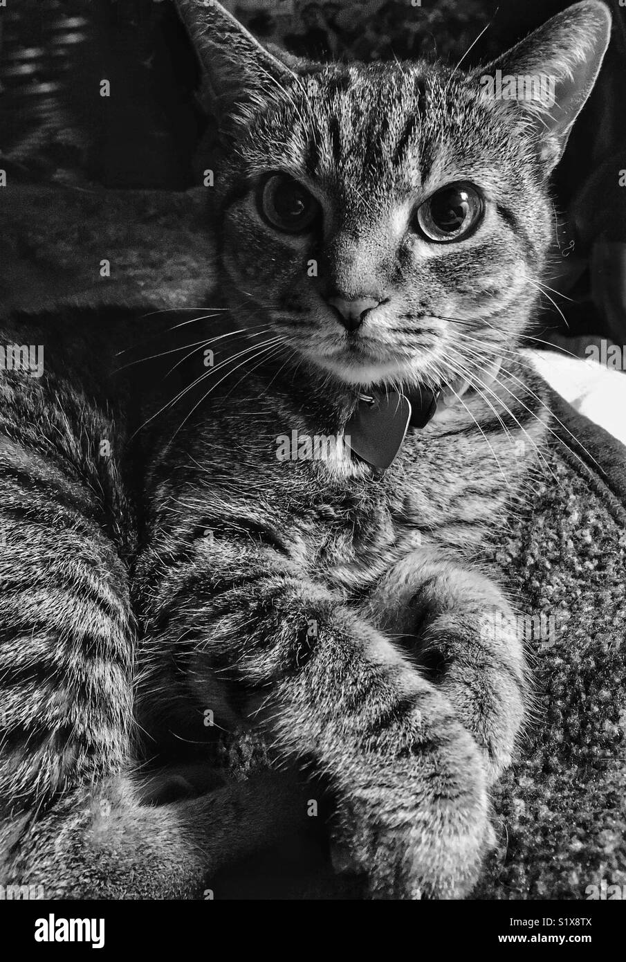 Black and white photo of cat on blanket - Smartphone Captured Stock Image