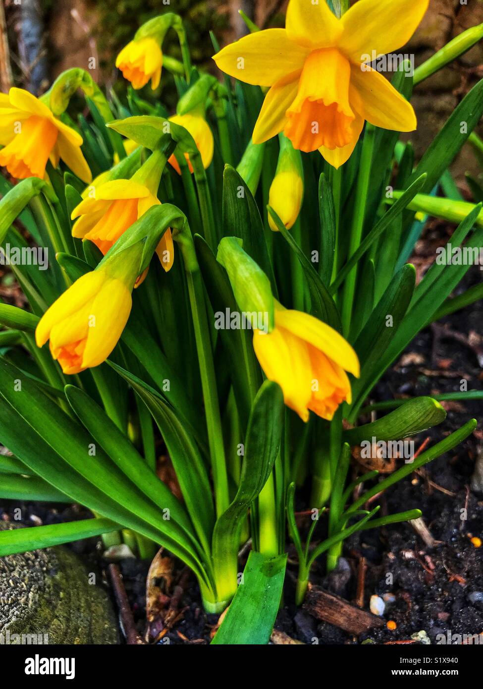 First sign of Spring, daffodil buds and flowers - Smartphone Captured Stock Image