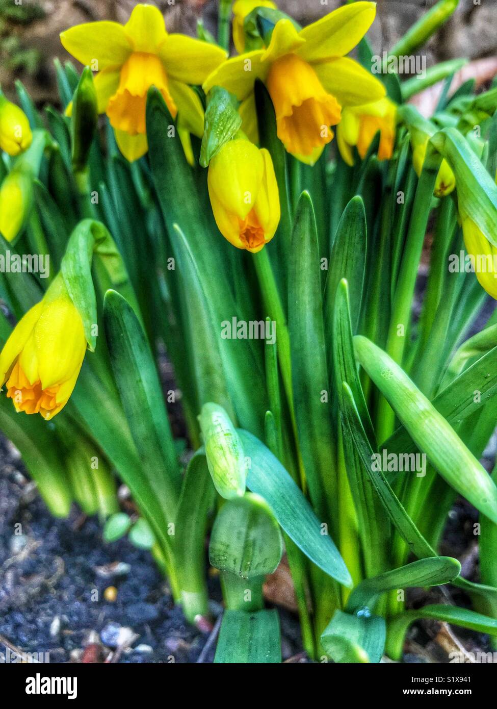 First sign of Spring, daffodil buds and flowers - Smartphone Captured Stock Image