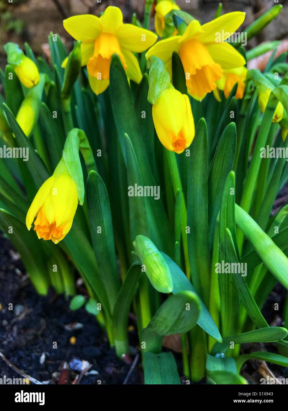 First sign of Spring, daffodil buds and flowers - Smartphone Captured Stock Image