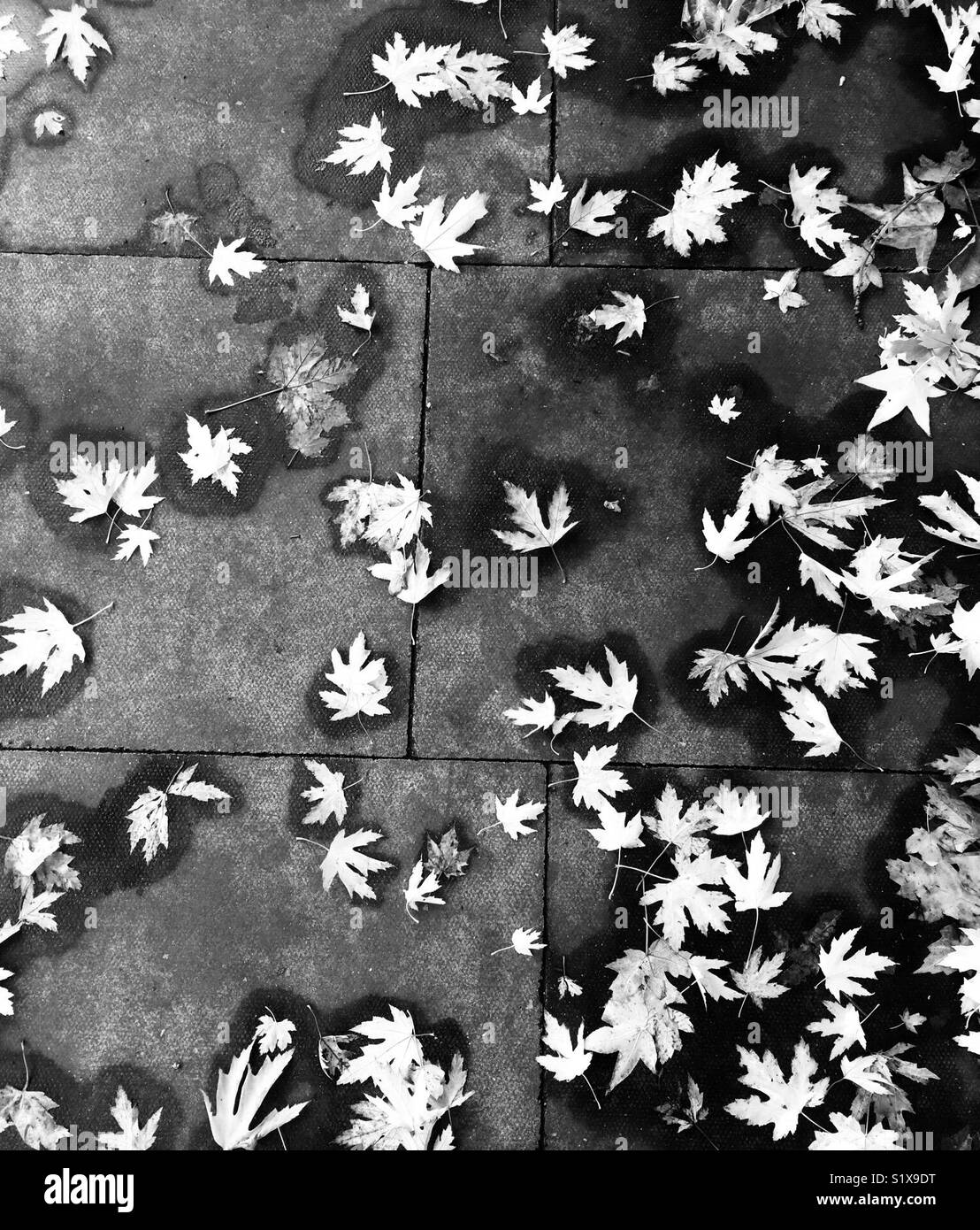 Leaves in lives - Smartphone Captured Stock Image