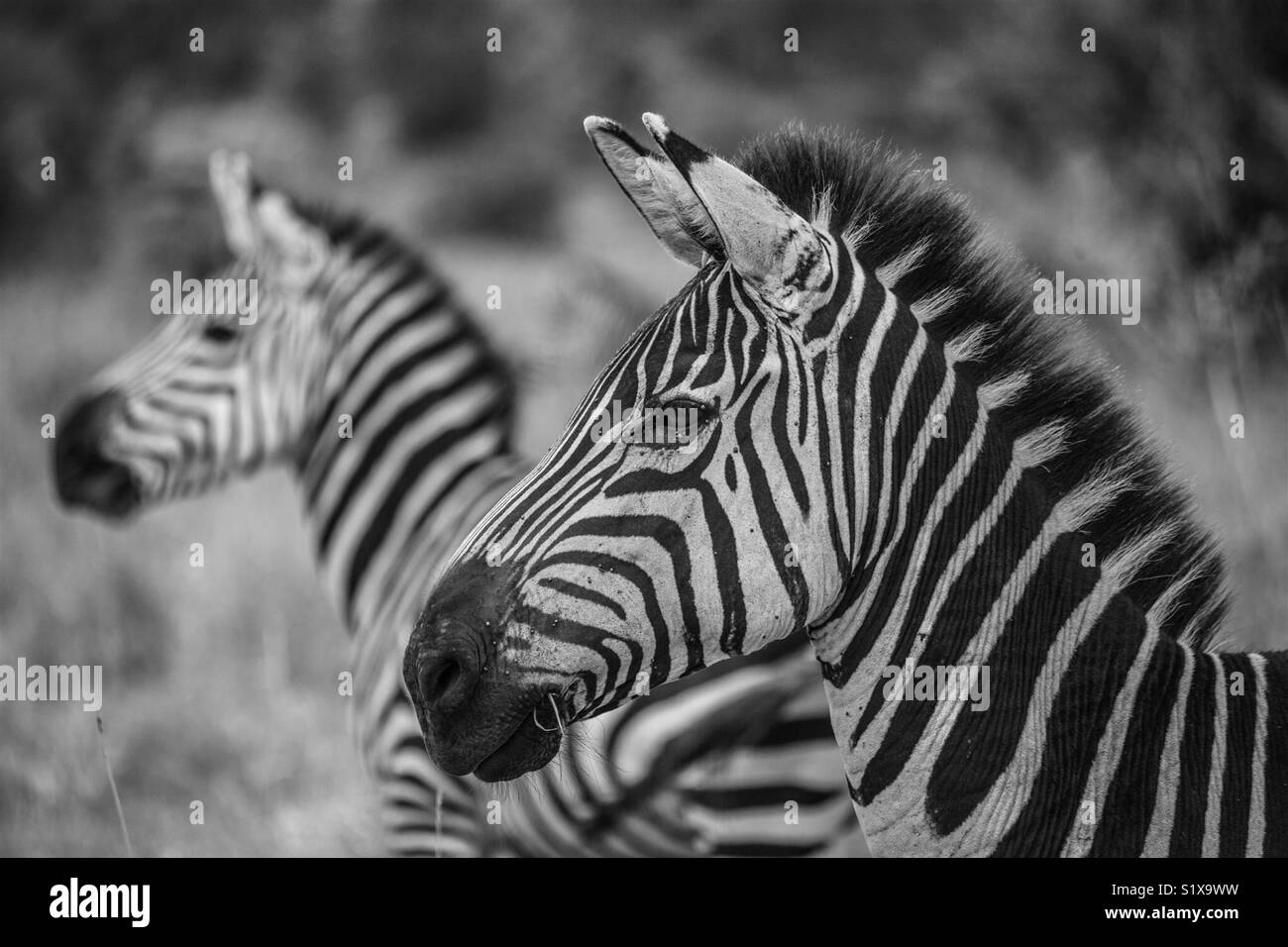 Black and white photo of zebra heads in Serengeti National park, Tanzania - Smartphone Captured Stock Image