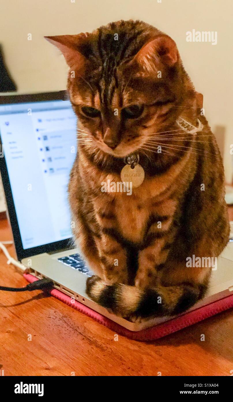 A pedigree Bengal cat sat on a MacBook Pro laptop in Godalming in Surrey. Stock Photo