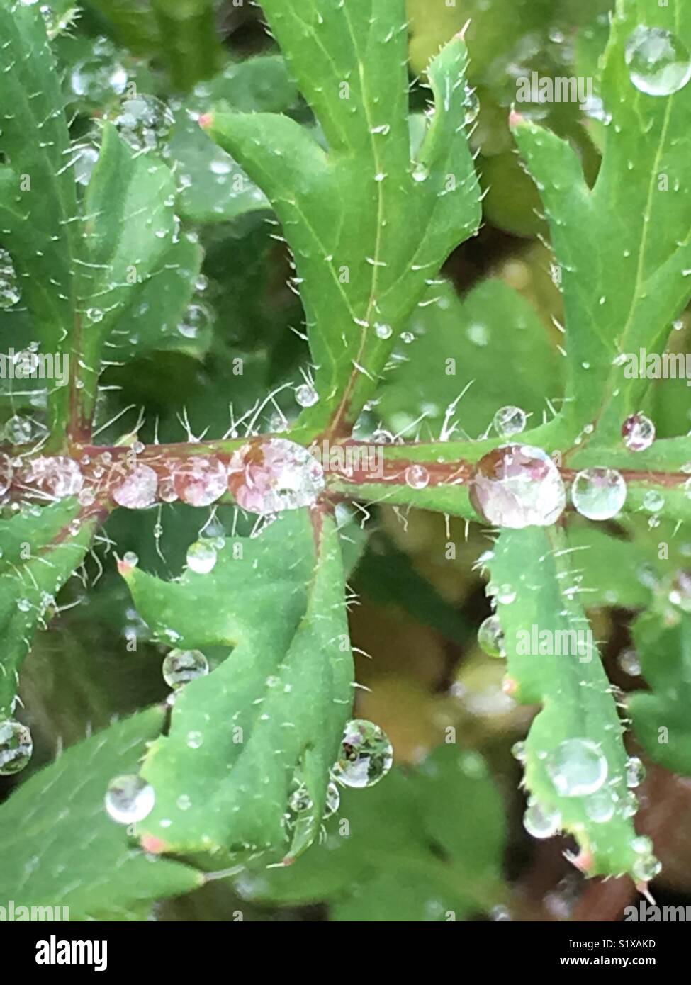 Water drop on green leaves, spiky plant, Norfolk, uk - Smartphone Captured Stock Image