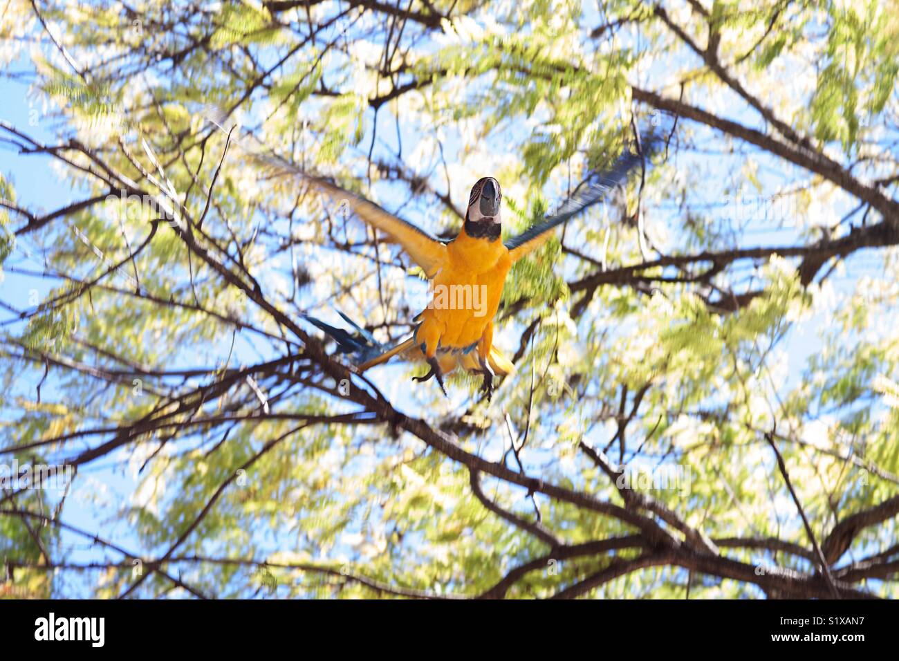 Blue and yellow Macaw flying - Smartphone Captured Stock Image