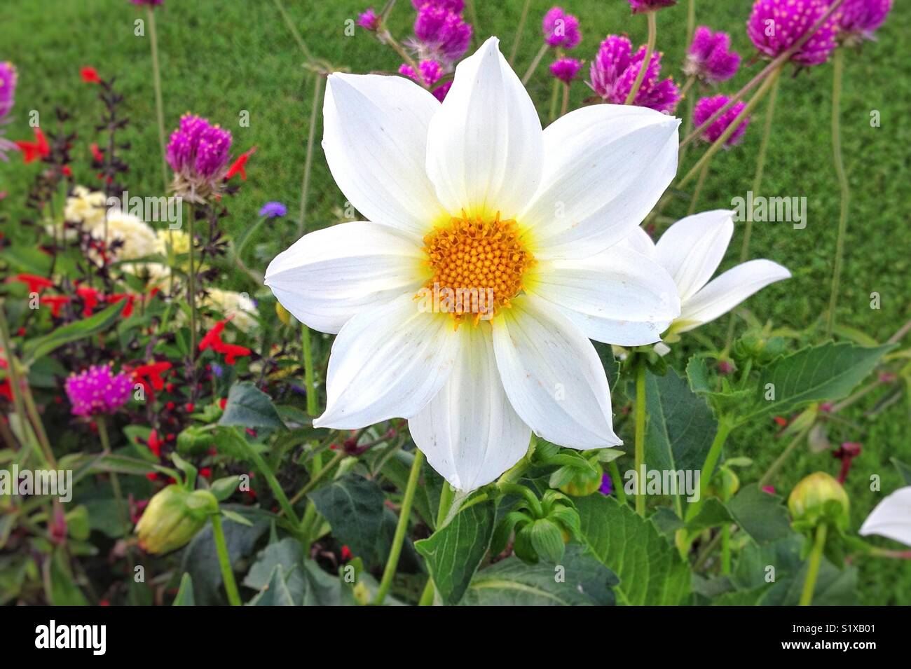 White dahlia flower - Smartphone Captured Stock Image