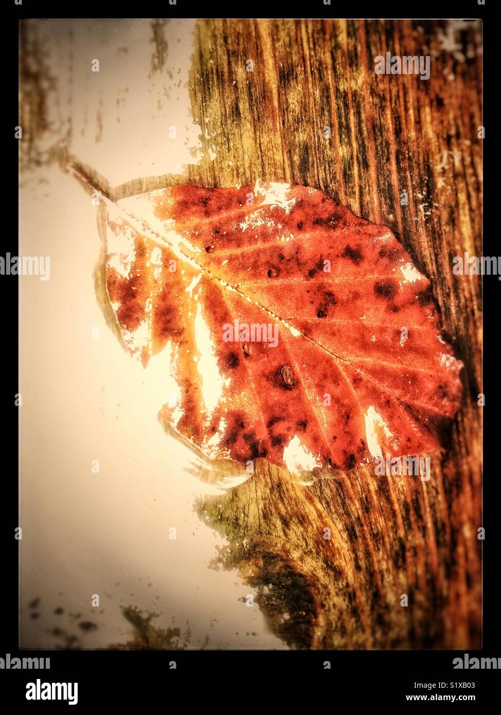 Close-up of a red wet beech leaf on a wooden table. Stock Photo