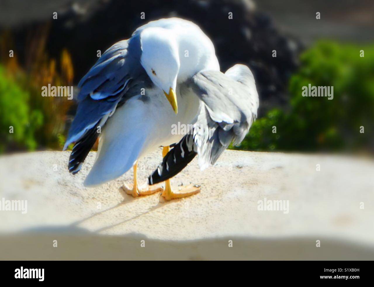 Seagull cleans her feathers. - Smartphone Captured Stock Image