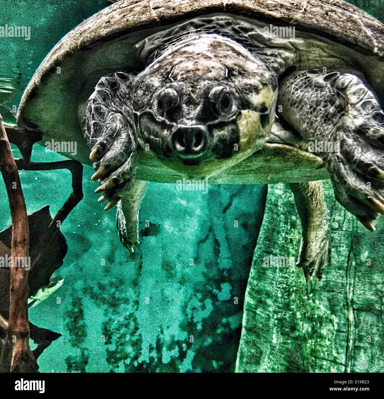 Giant South American River Turtle at the Zoo - Smartphone Captured Stock Image