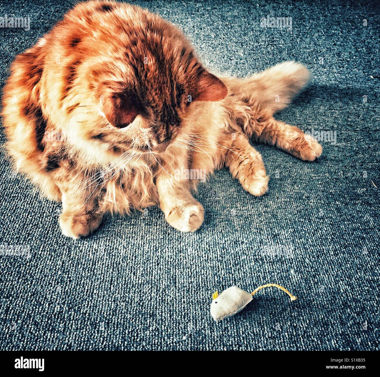 Large fluffy long haired orange cat looking at toy mouse Stock Photo