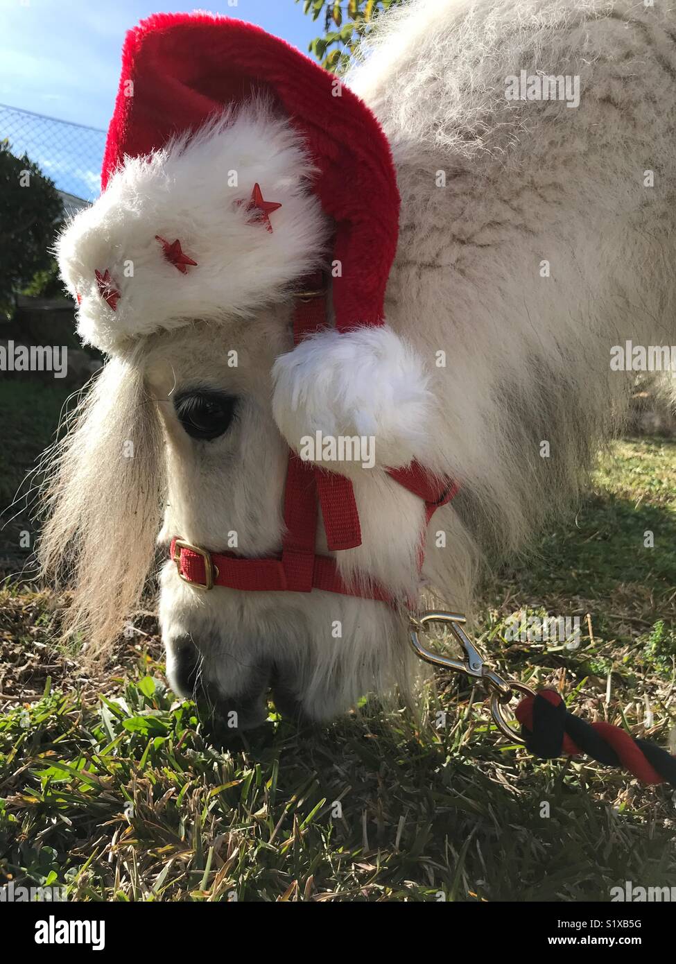 Falabella miniature horse grazing on a lawn, in winter, wearing a Santa Claus hat - Smartphone Captured Stock Image