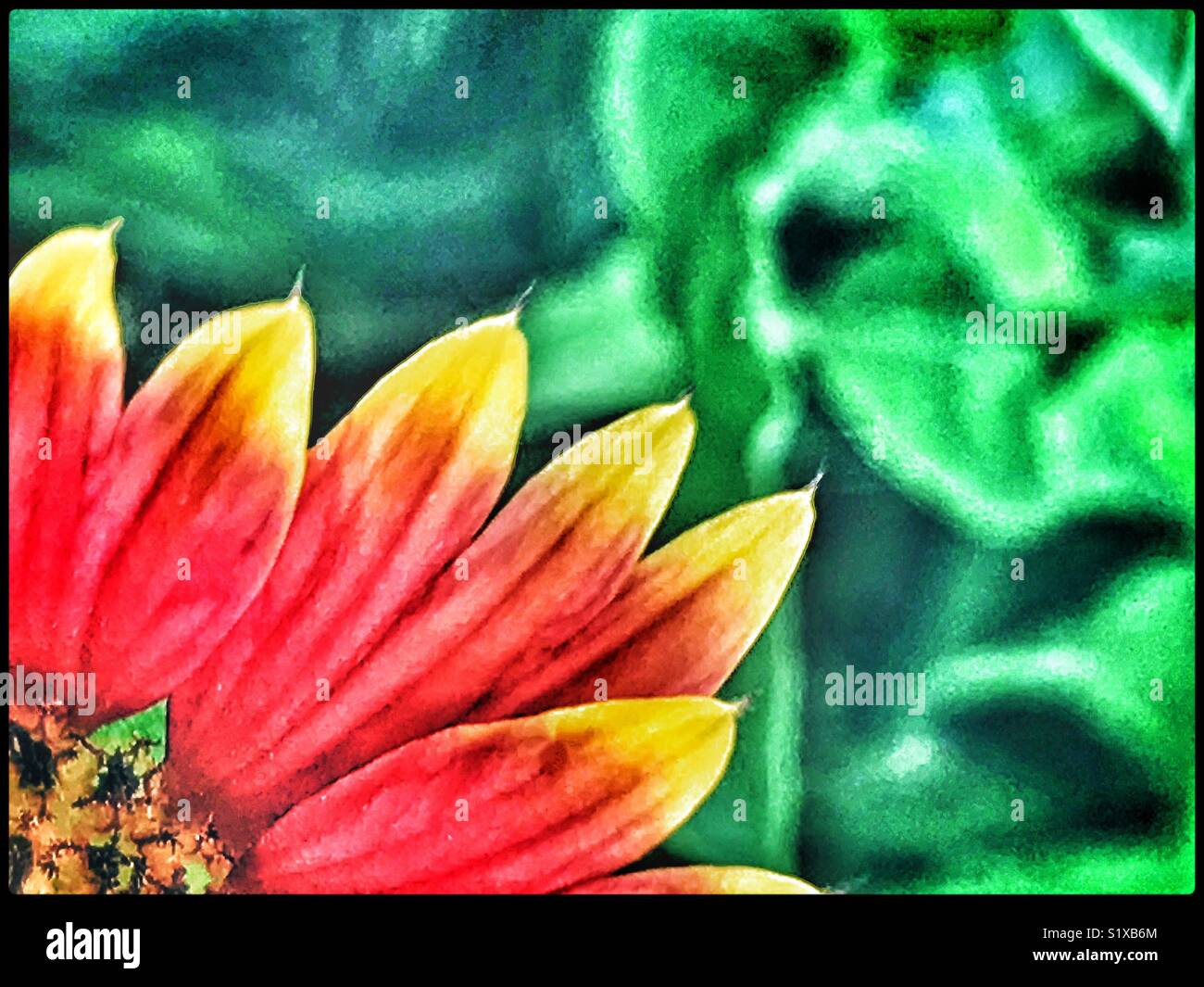 Red flower petals with yellow tips, close up, against green background - Smartphone Captured Stock Image