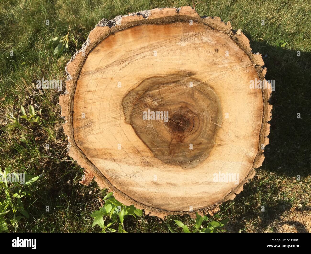 Fresh cut tree trunk hi-res stock photography and images - Alamy